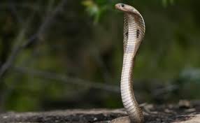 German Tourist Dies After Cobra Slithers Inside His Pants During 'Snake Charmer' Show In Egypt