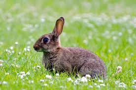Image result for RABBIT