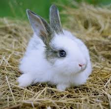 Image result for RABBIT