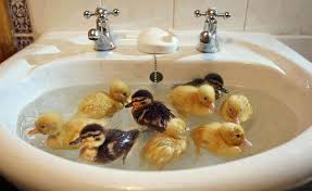 Image result for ���������� ���� ��������