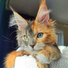 animaux