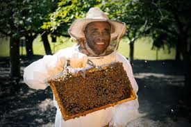¡Impactante! UVA Sorprende con Abejas y Récord Ofensivo Asombroso - Imagen principal del artículo