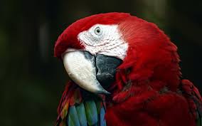Image result for macaw parrot hd