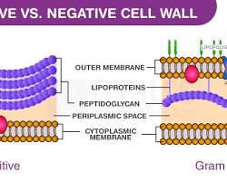 صورة Cell wall in bacteria