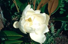 Резултат с изображение за MAGNOLIA grandiflora Double Nantais