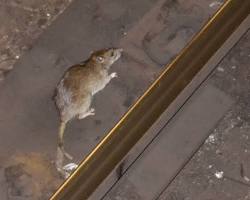 Image of rat in New York City