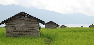 Image result for pemandangan sawah