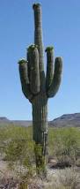 Image result for saguaro cactus