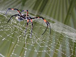 Resultado de imagen de Besos escritos teje la araña
