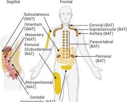 Image of Adipose tissue anatomy diagram