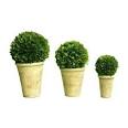 Preserved Boxwood Balls - Flora Decor