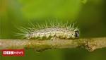  Health warnings after toxic caterpillar outbreak in London