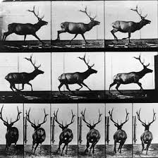 Image result for Eadweard Muybridge