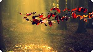 Risultati immagini per autunno pioggia
