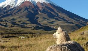 Resultado de imagen para paramo