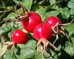 Image of Rosehip