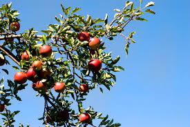foliar feeding ile ilgili görsel sonucu