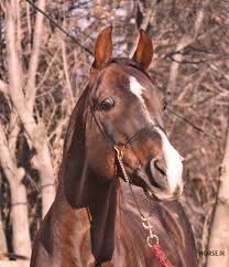 Image result for IRAN HORSES