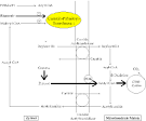 Störungen der Fettsäureoxidation