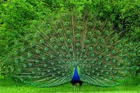 Image result for wallpaper 3d nature