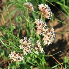 Image result for Asclepias adscendens