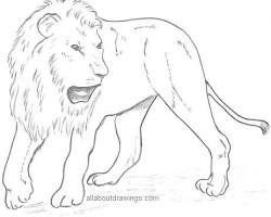 Image of completed lion drawing