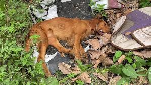 Dog Was Maliciously Poisoned And Lay In A Garbage Dump ...