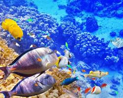 Gambar underwater world in the Maldives with coral reefs and fish