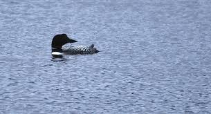 Image result for organisms and their environment