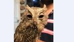 Wildbuzz: Love little devils, turbanator