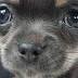 Crows blamed for disappearance of Melbourne chihuahua