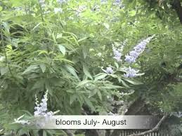 Tetradium daniellii var. hupehensis에 대한 이미지 검색결과