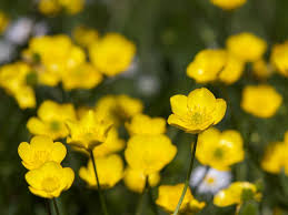 Supreme seven stylish quotes about buttercups images English ... via Relatably.com