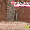 「ニューヨーク　日本人医師」のストーリーの画像（日テレNEWS24）