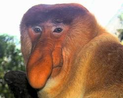 Imagem de Macaconarigudo