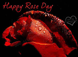 Image result for happy rose day