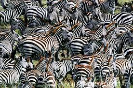 Image result for zebra camouflage