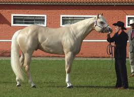 Image result for HORSE