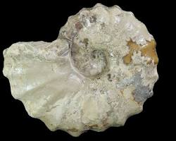 Image of group of ammonite fossils found in Texas