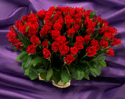 نتيجة بحث الصور عن ‪image belle fleur rouge‬‏