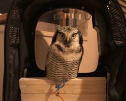 フクロウ用キャリーバッグの画像