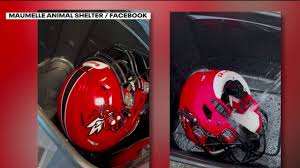 Snake found inside football player's helmet
