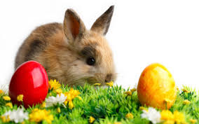 Résultat de recherche d'images pour "easter bunny"