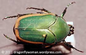 Résultat de recherche d'images pour "metallic green fig beetle"