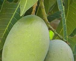 Image of Langda mango variety