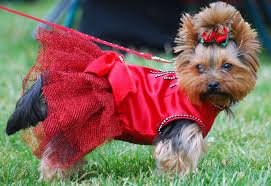 Resultado de imagem para Yorkshire Terrier: