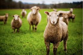 Image result for shepherd and sheep images
