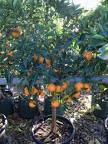 Image result for miniature mandarin