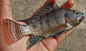 Tips Membuat Umpan Ikan Nila Jitu