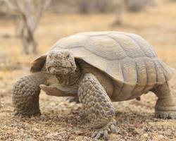 Image of Desert Tortoise in California Desert